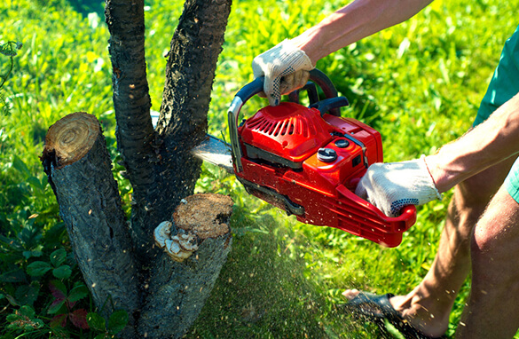The Methods for Tree Stump Removal in Lexington KY