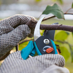 Tree Pruning Cost