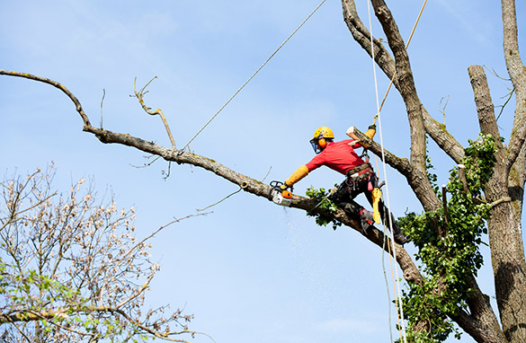 Tree Service Experts Irvine