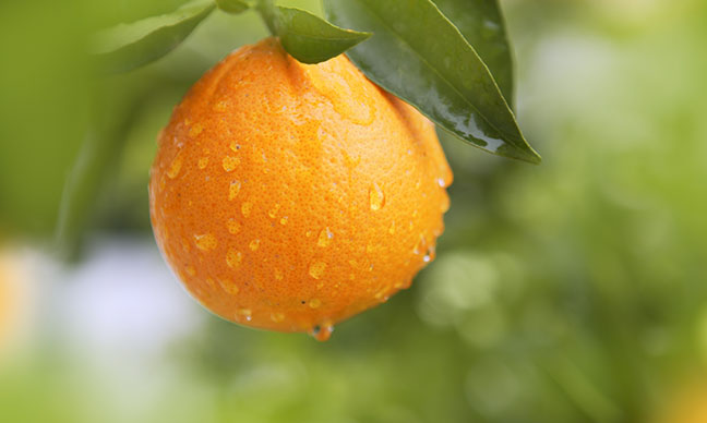 Do_orange_trees_grow_in_Texas_
