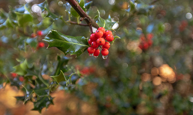 Yaupon_holly_fast_growing_