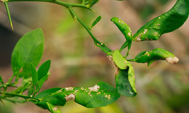 What_You_Should_Know_About_Citrus_Canker_Protection_Chemicals