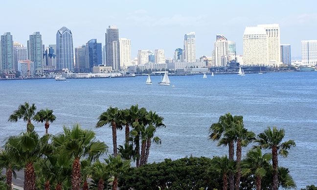 Are_palm_trees_native_to_San_Diego_