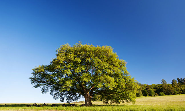 What_is_the_fastest-growing_shade_tree_in_California_