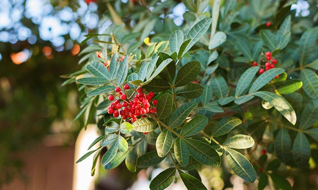 Can_you_eat_the_pepper_from_a_California_pepper_tree_