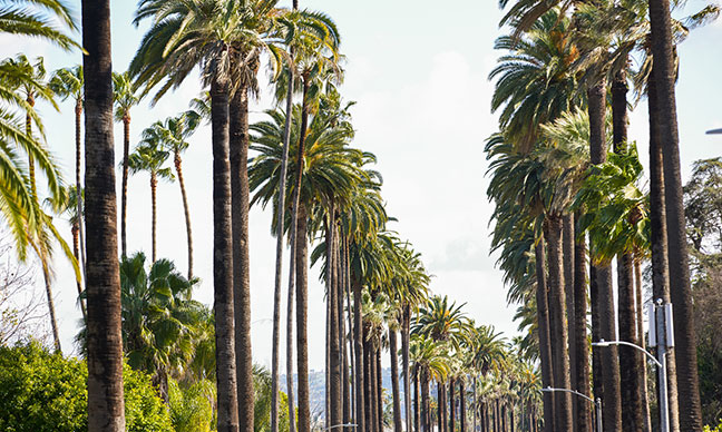 What_is_the_street_in_LA_with_the_palm_trees_