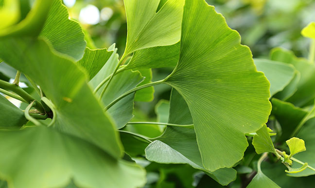 Why_do_ginkgo_trees_smell_bad_